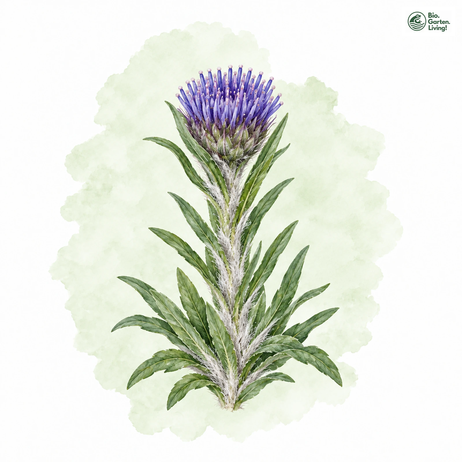 Aquarellzeichnung: Zwerg-Alpenscharte (Saussurea pygmaea)