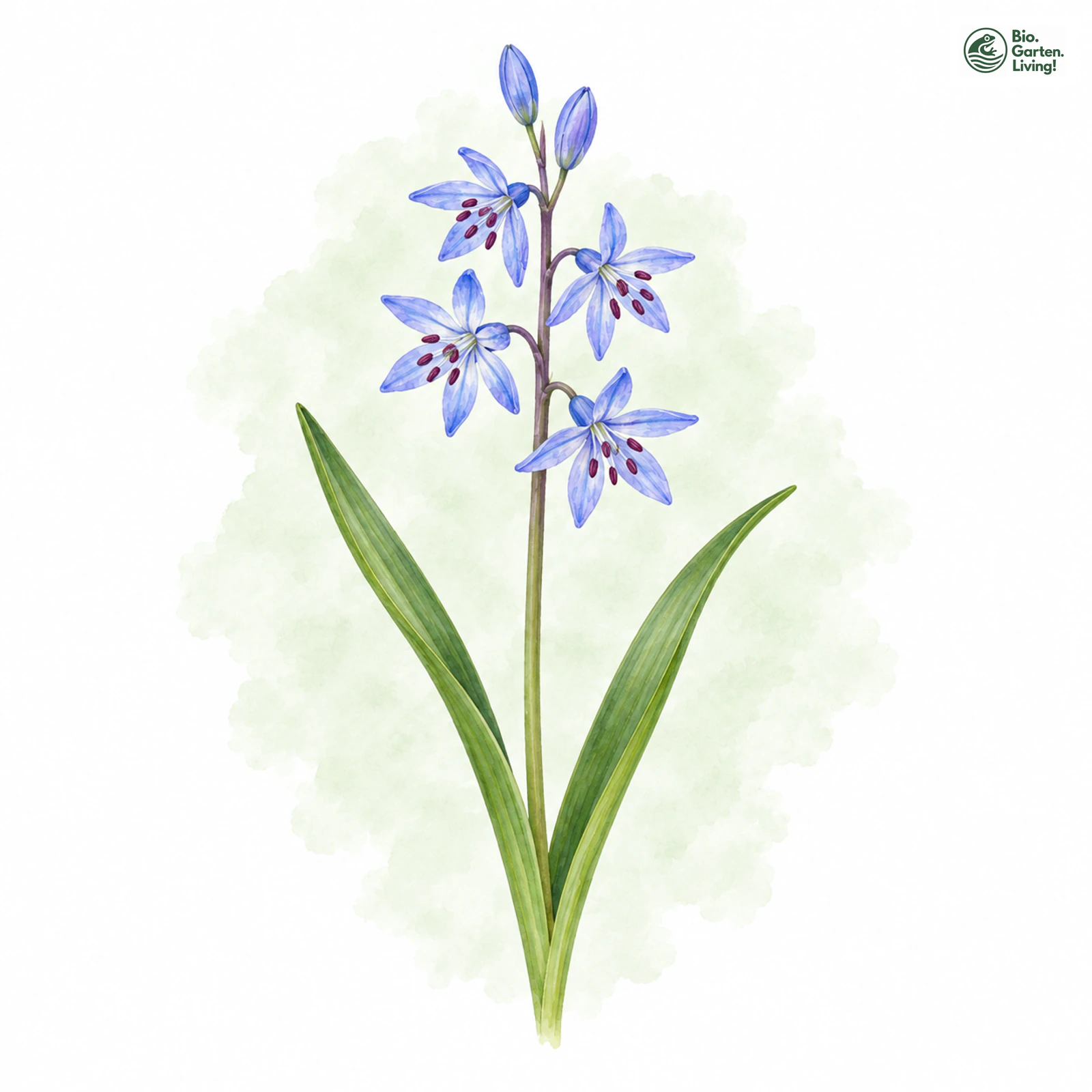 Aquarellzeichnung: Zweiblättriger Blaustern (Scilla bifolia)