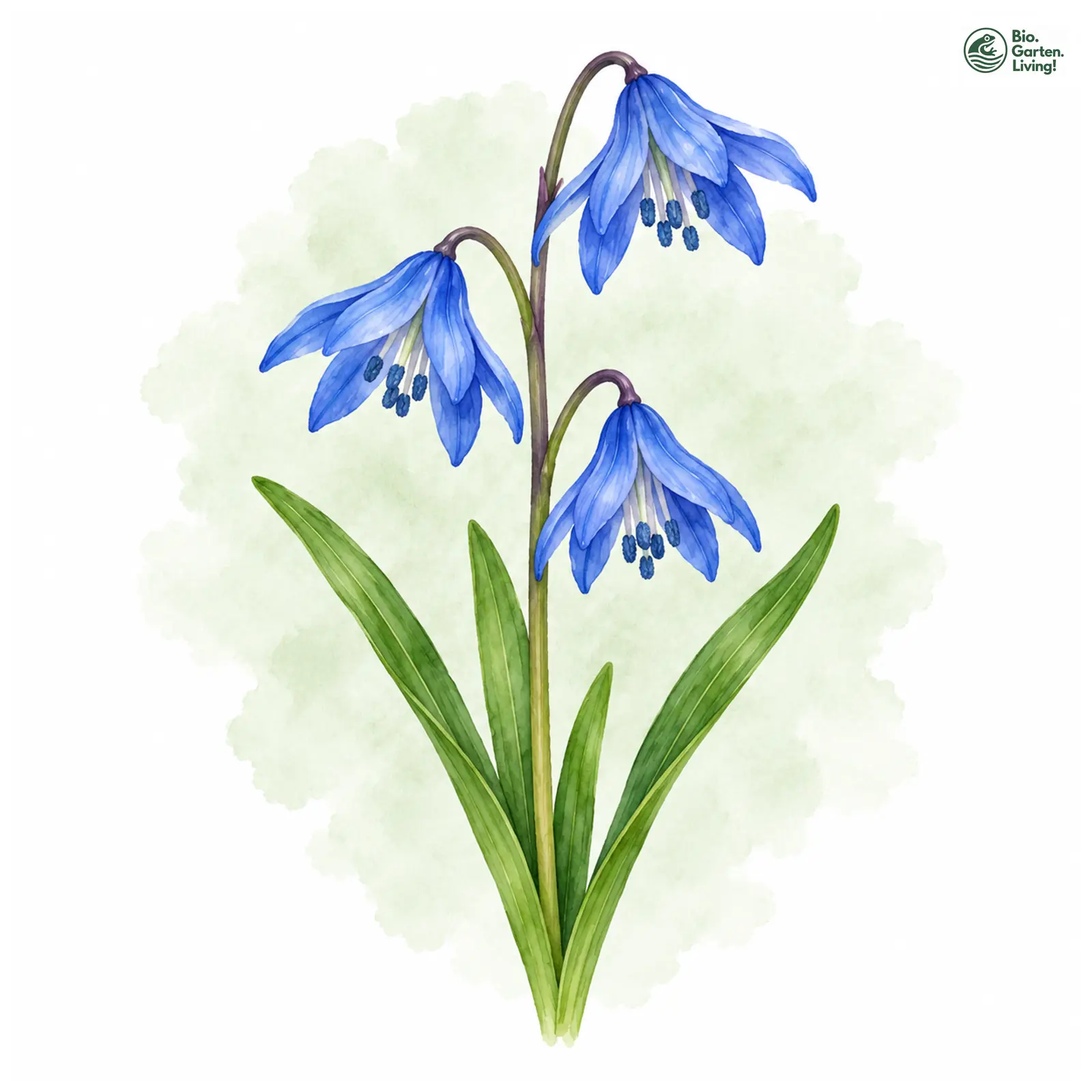 Aquarellzeichnung: Sibirischer Blaustern (Scilla siberica)