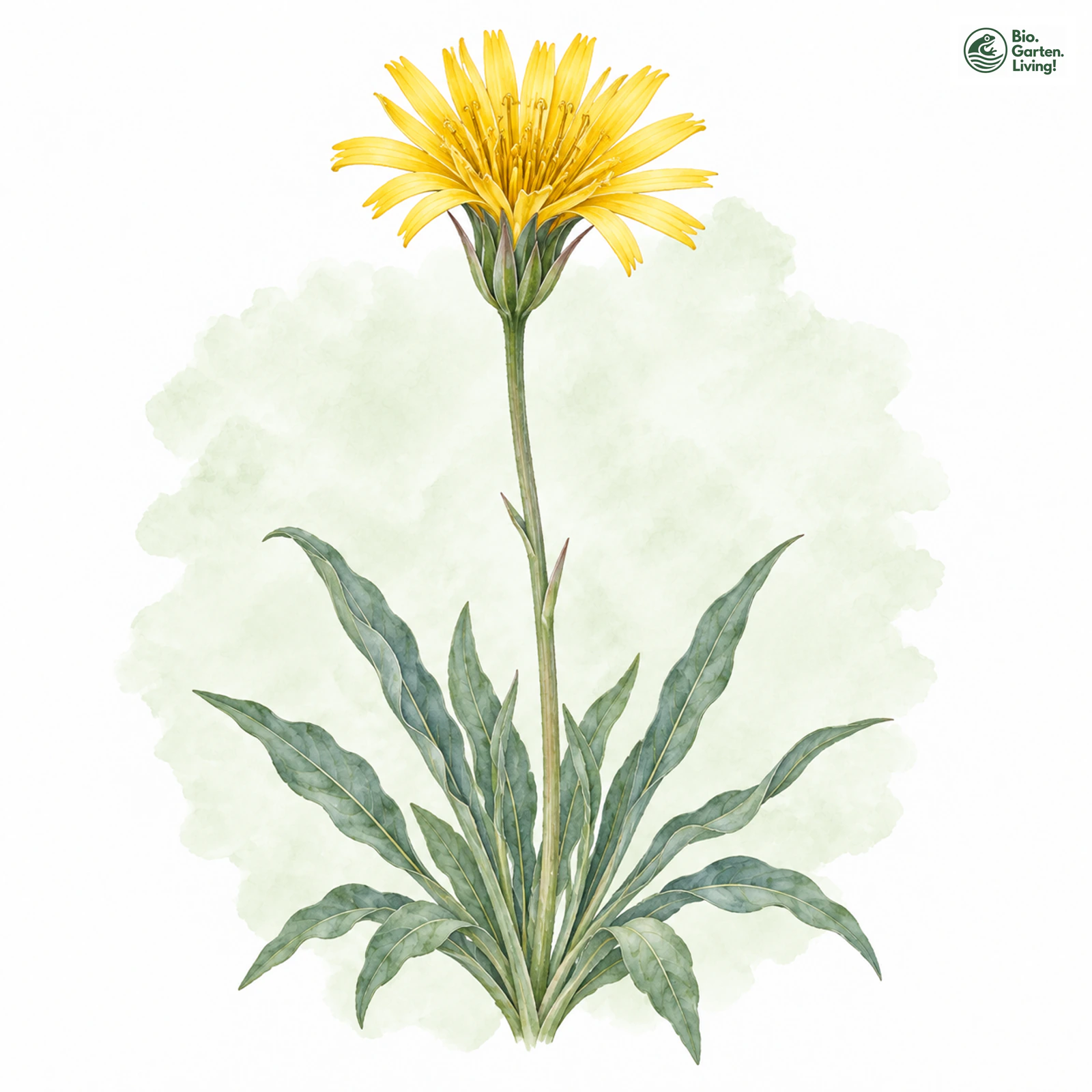 Aquarellzeichnung: Österreichische Schwarzwurzel (Scorzonera austriaca)
