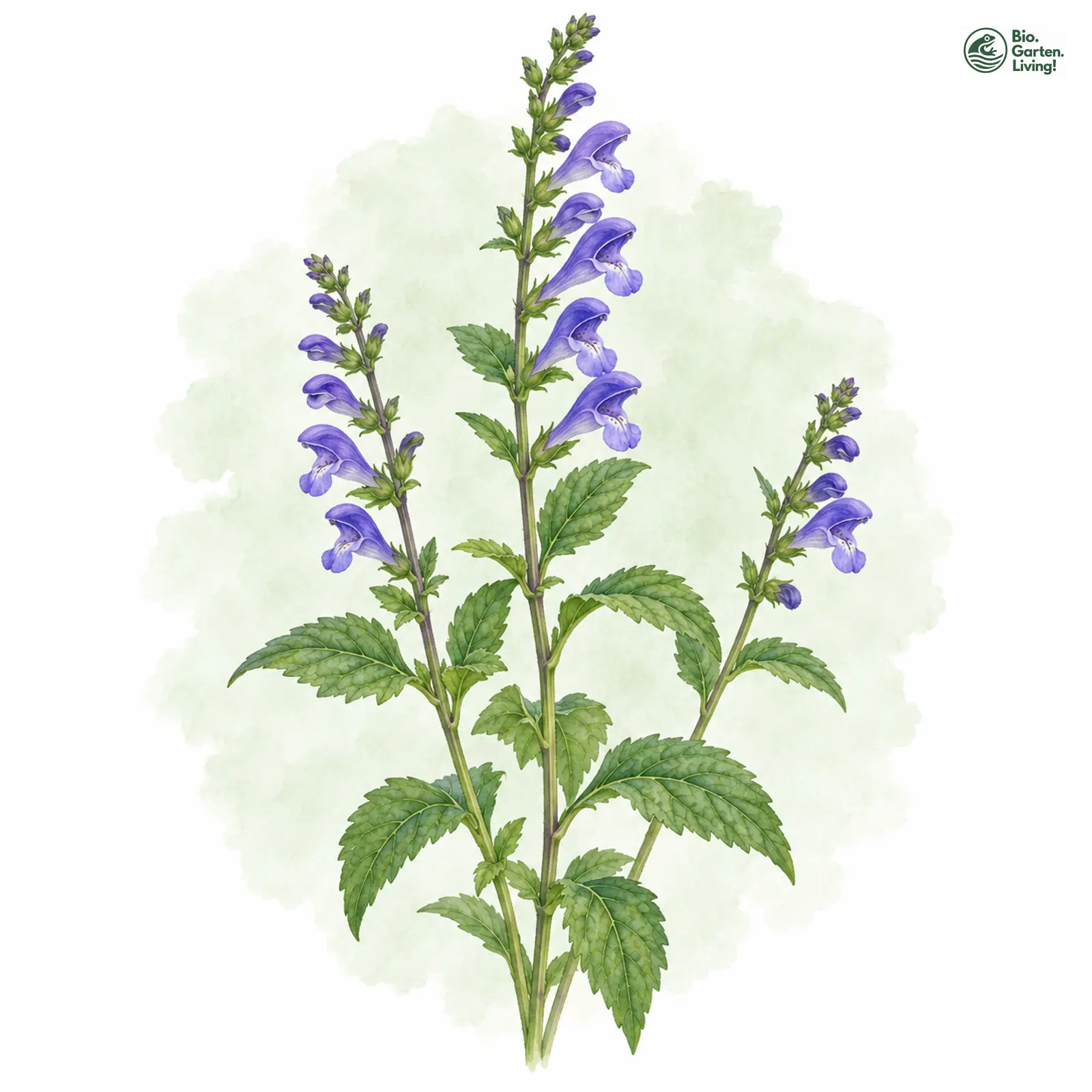 Aquarellzeichnung: Traubenhelmkraut (Scutellaria columnae)