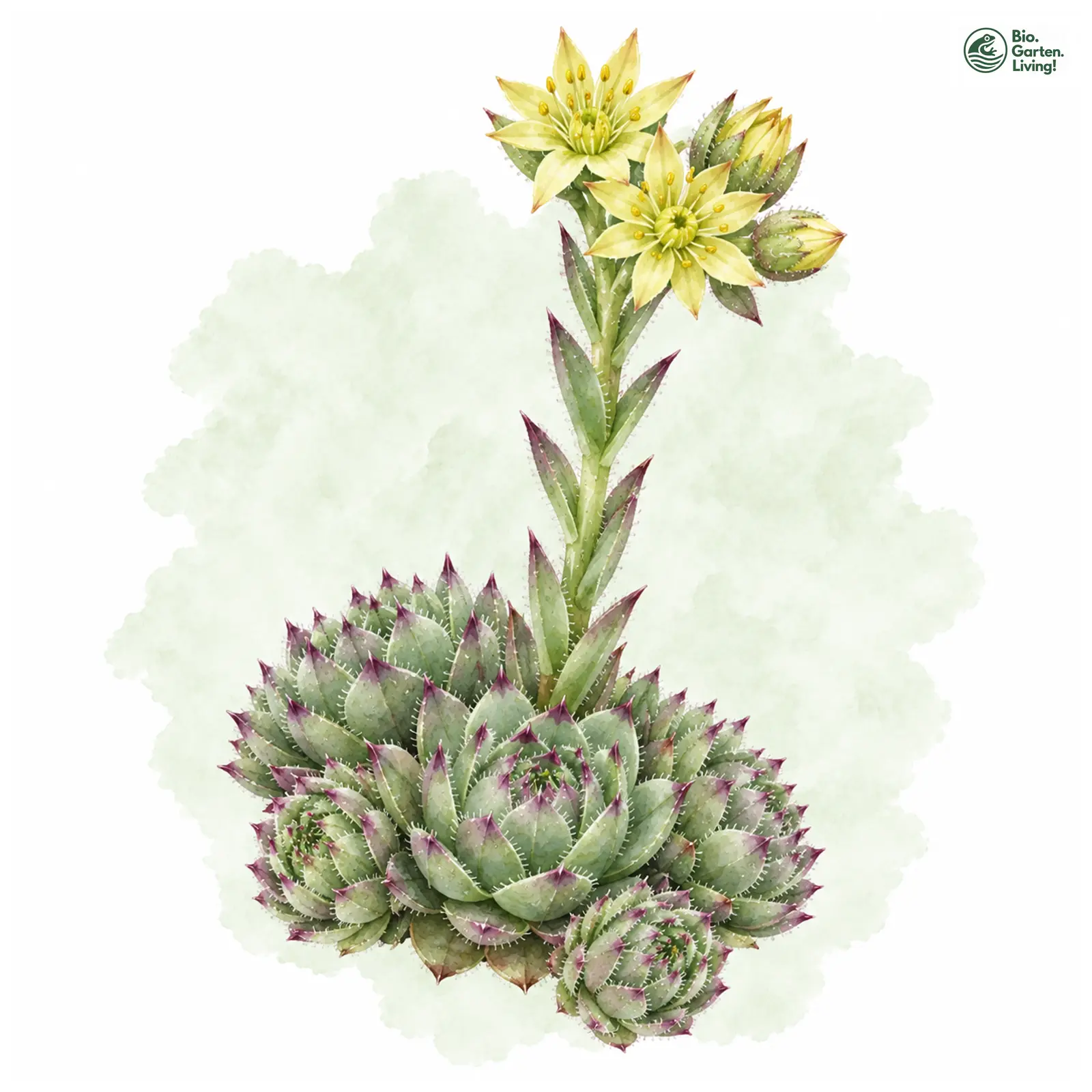 Aquarellzeichnung: Serpentin-Hauswurz (Sempervivum pittonii)