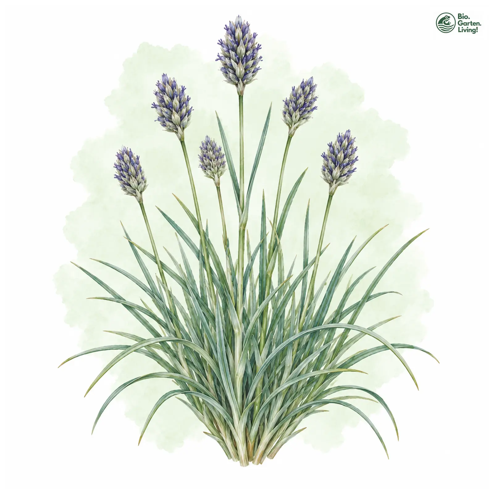 Aquarellzeichnung: Kalk-Blaugras (Sesleria albicans)
