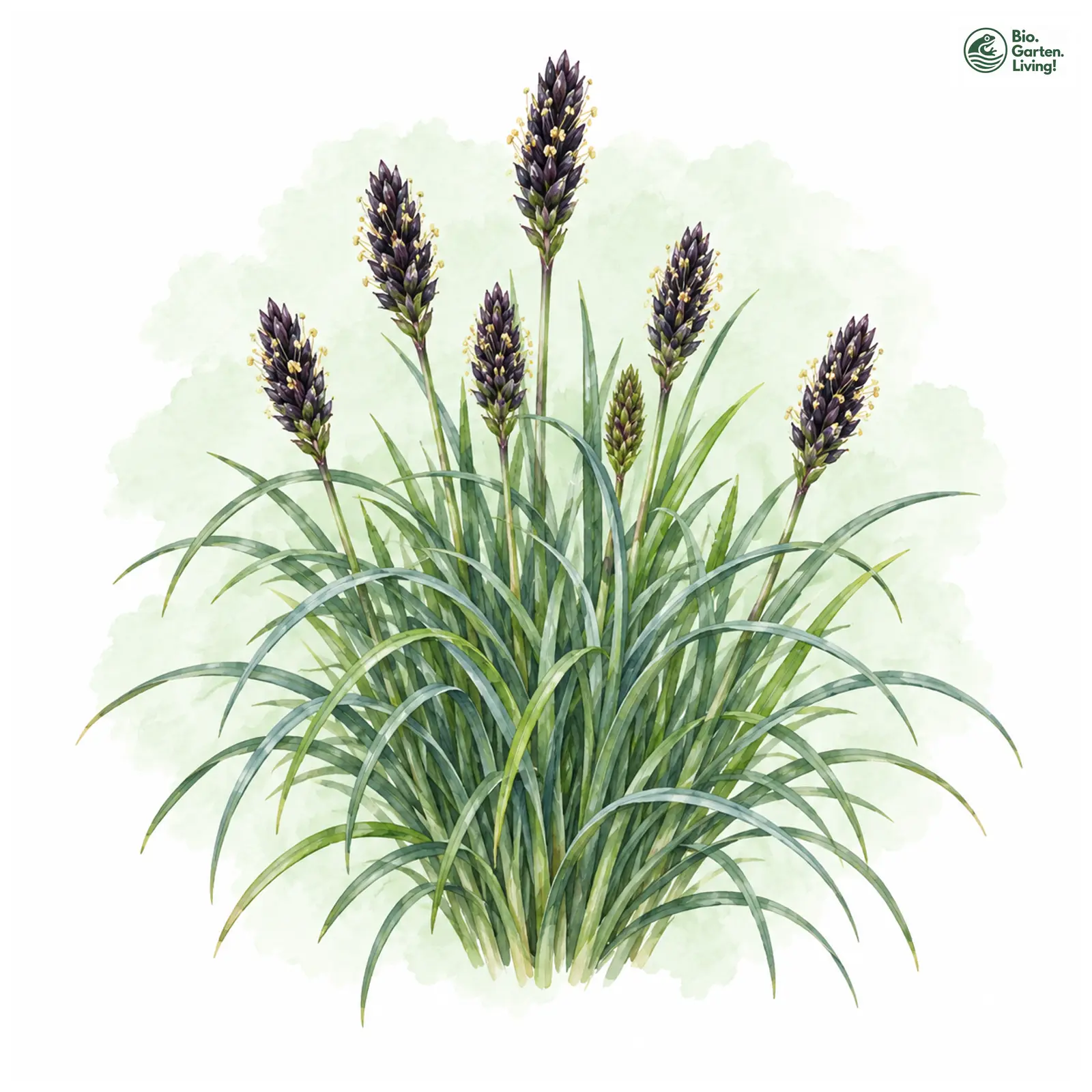 Aquarellzeichnung: Grünes Kopfgras (Sesleria heufleriana)