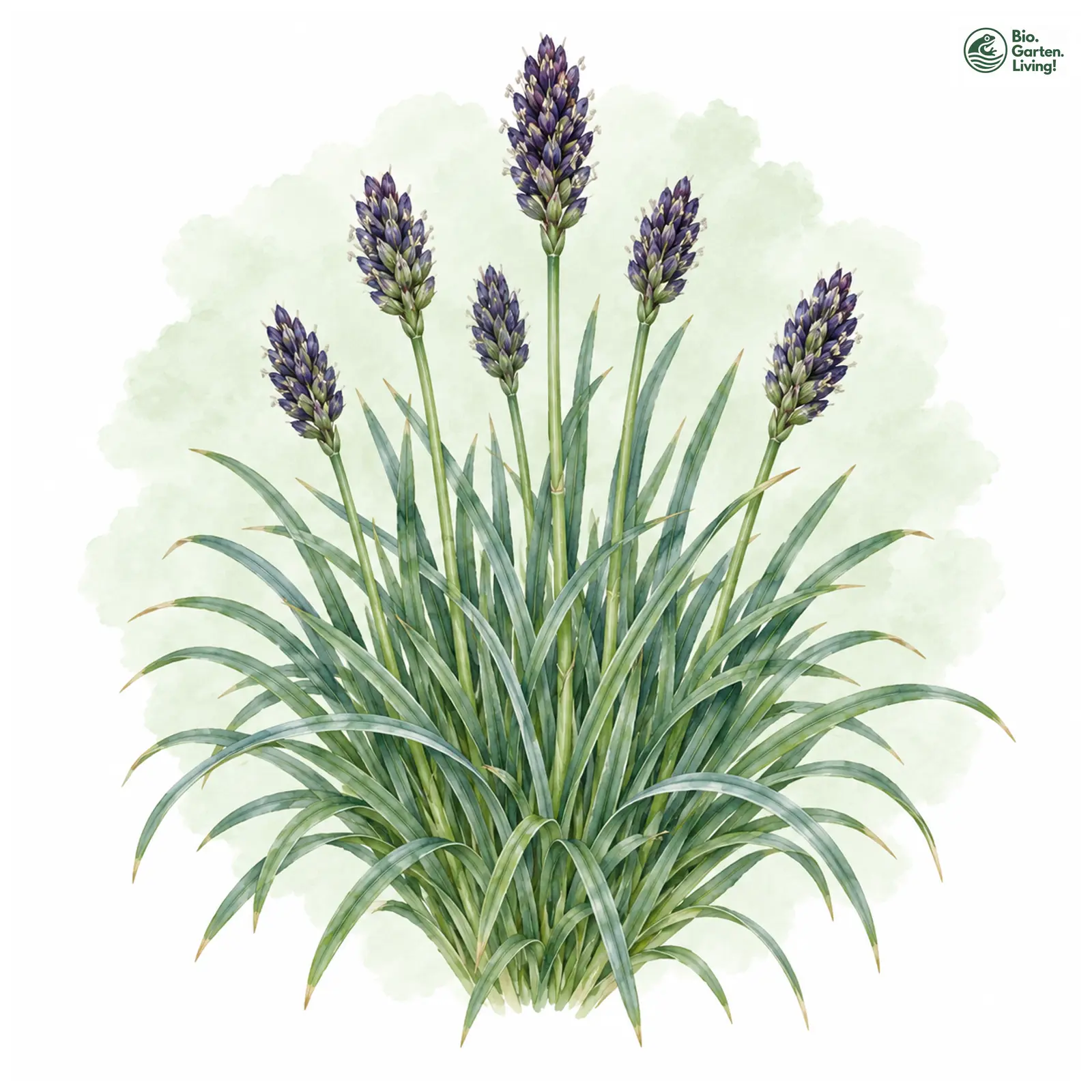 Aquarellzeichnung: Nest-Blaugras (Sesleria nitida)