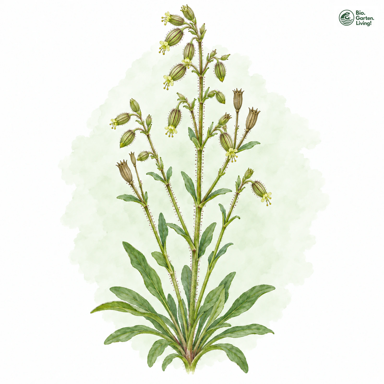 Aquarellzeichnung: Ohrlöffel-Leimkraut (Silene otites)