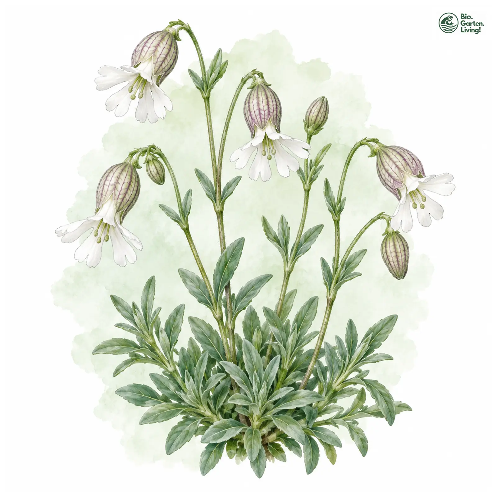 Aquarellzeichnung: Klippen-Leimkraut (Silene uniflora)