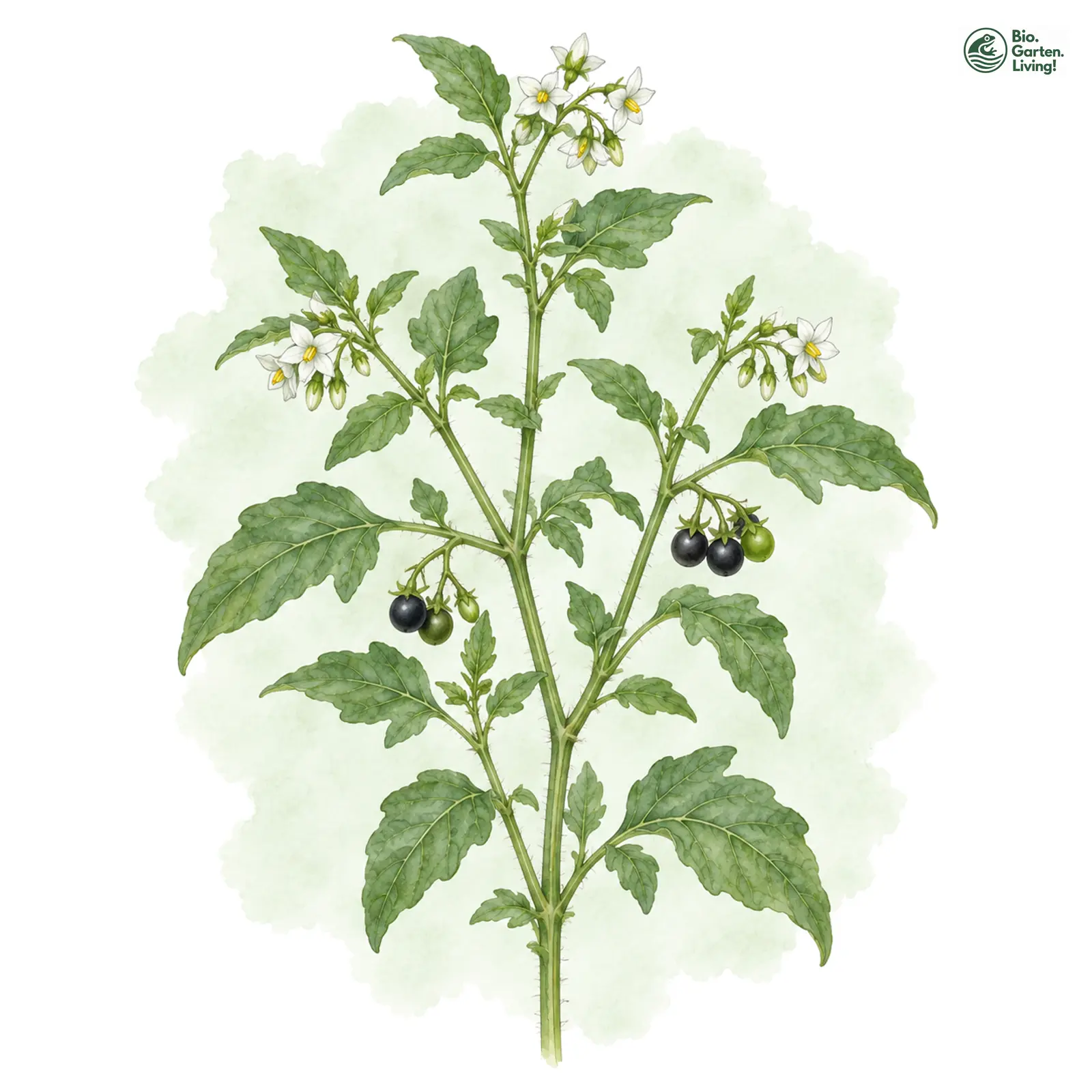 Aquarellzeichnung: Schwarzer Nachtschatten (Solanum nigrum (im weiteren Sinne))