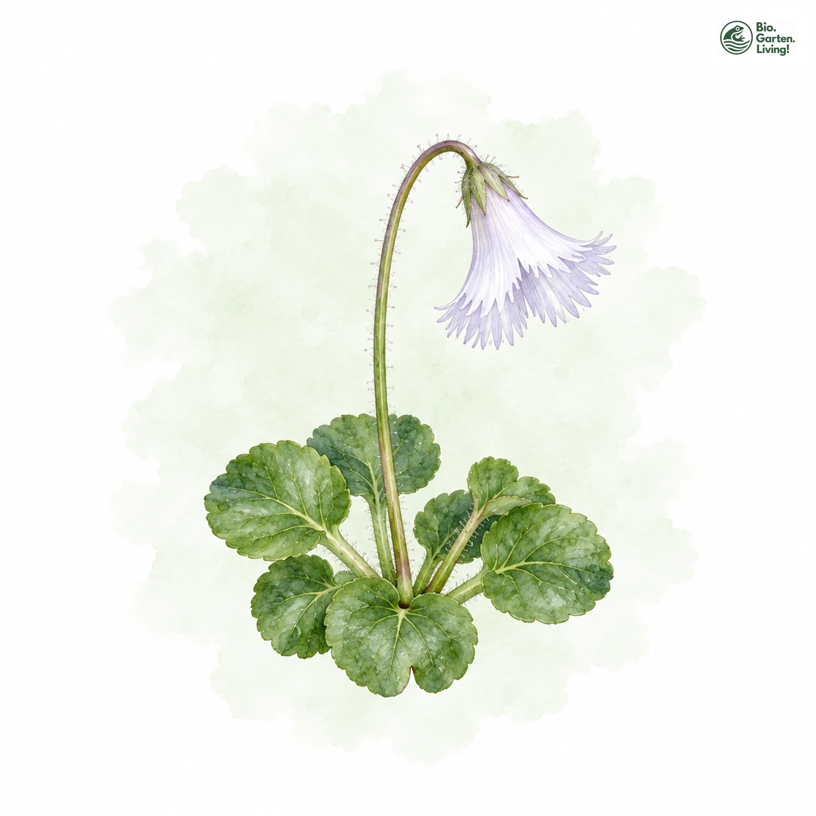 Aquarellzeichnung: Österreichisches Alpenglöckchen (Soldanella austriaca)