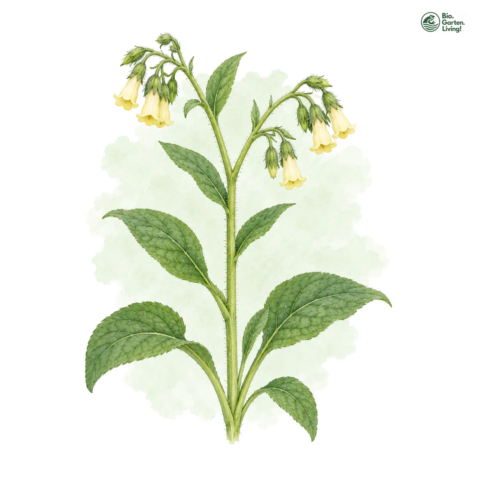 Aquarellzeichnung: Knoten-Beinwell (Symphytum tuberosum)