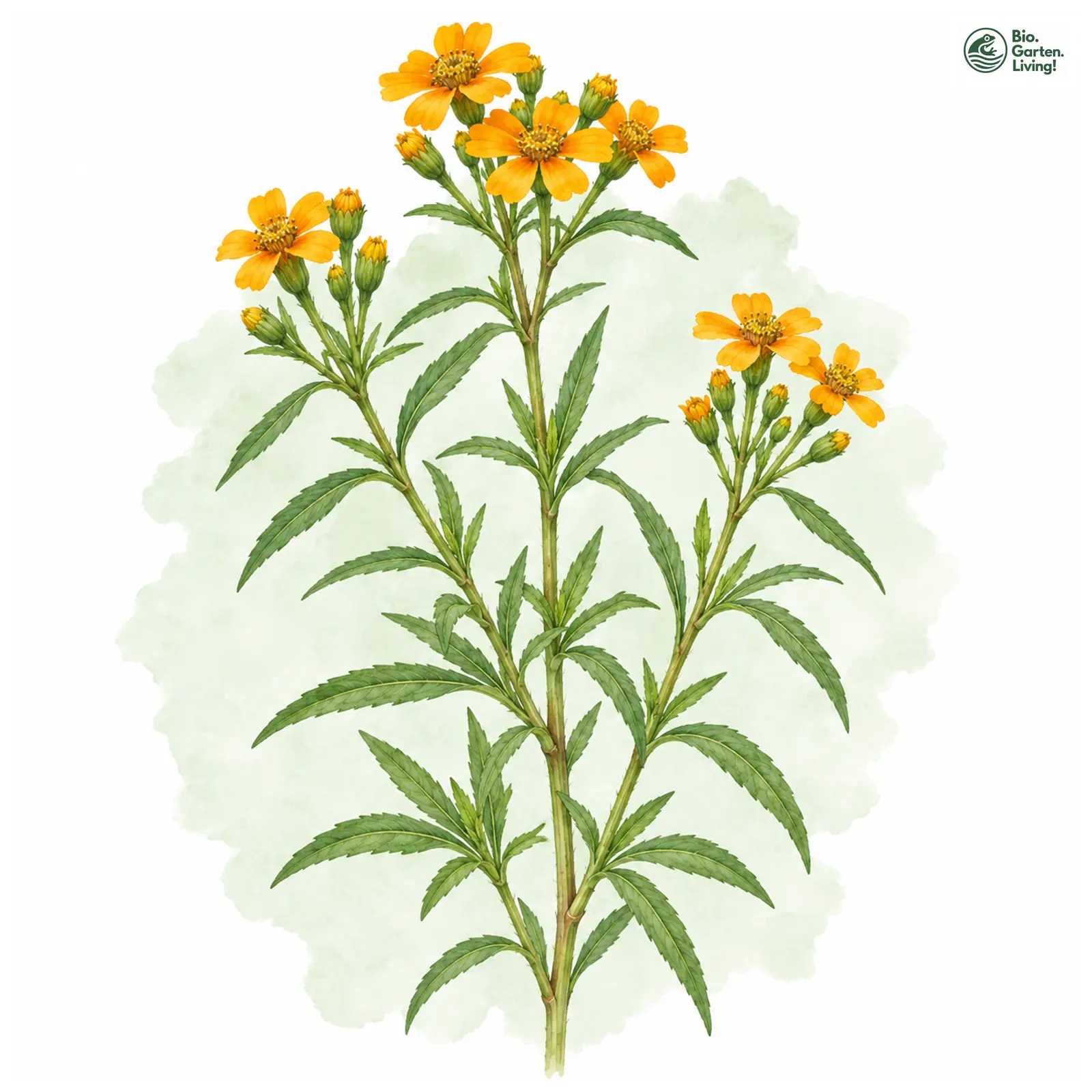 Aquarellzeichnung: Süßer Estragon (Tagetes lucida)