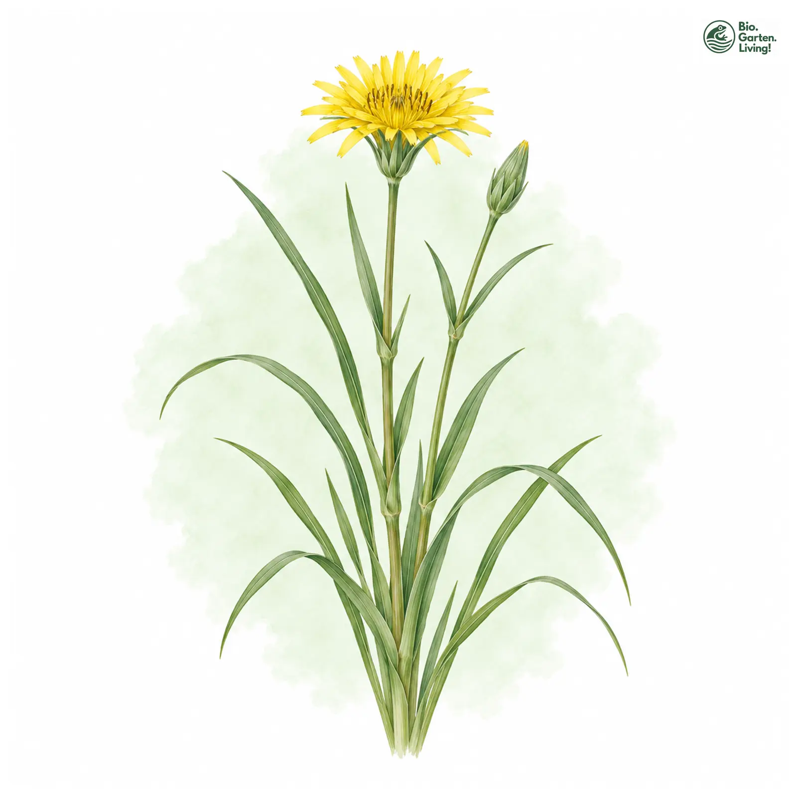 Aquarellzeichnung: Wiesen-Bocksbart (I. E. S.) (Tragopogon pratensis (im engeren Sinne))