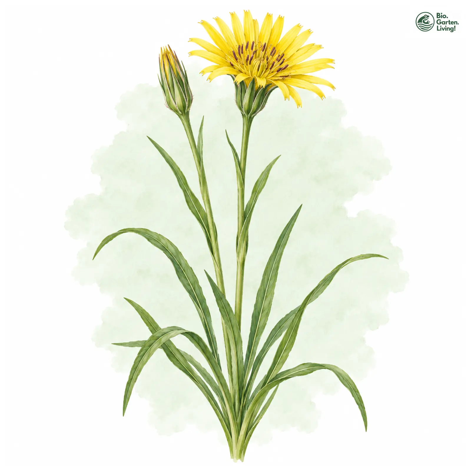 Aquarellzeichnung: Wiesen-Bocksbart (I. W. S.) (Tragopogon pratensis (im weiteren Sinne))