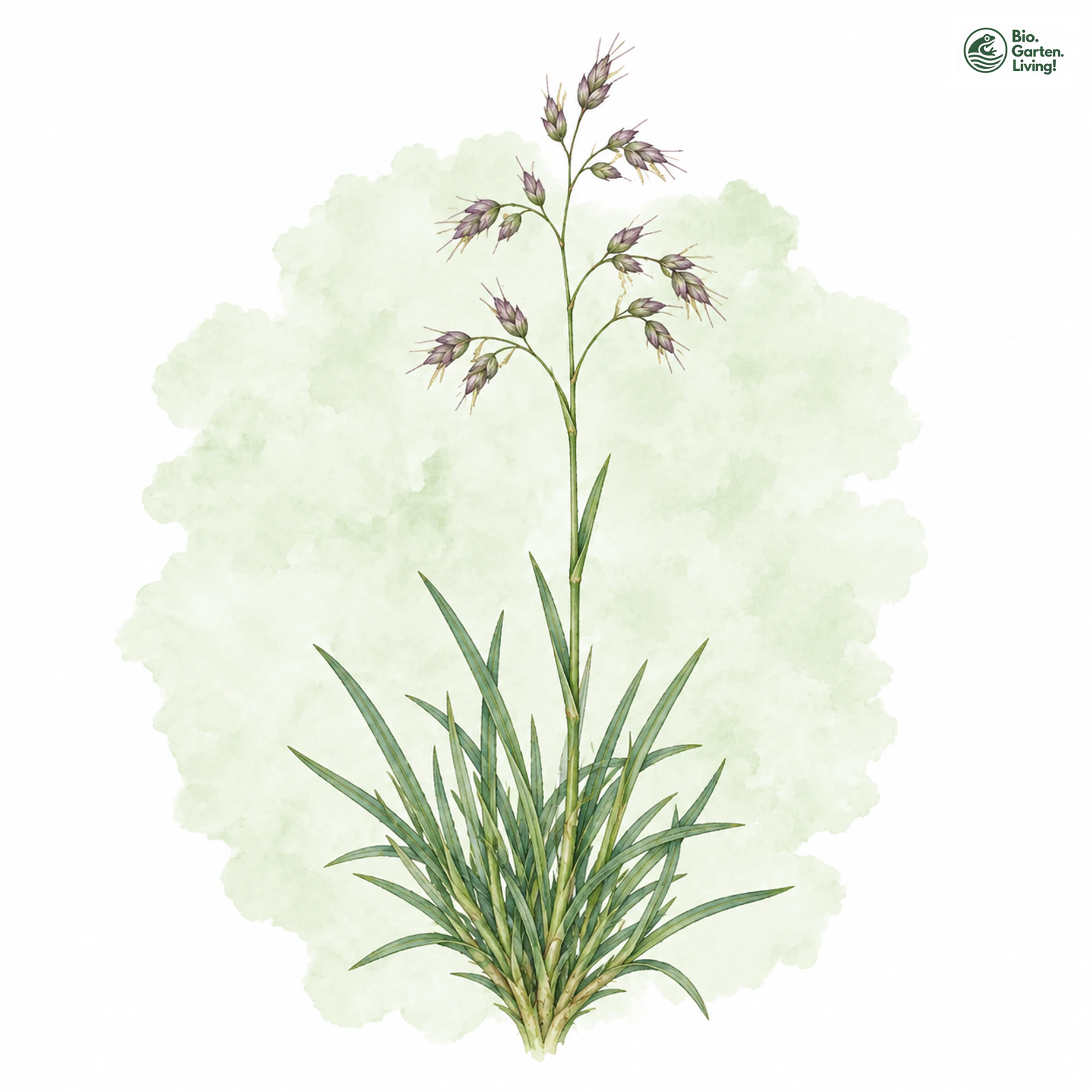 Aquarellzeichnung: Zweizeiliger Grannenhafer (Trisetum distichophyllum)