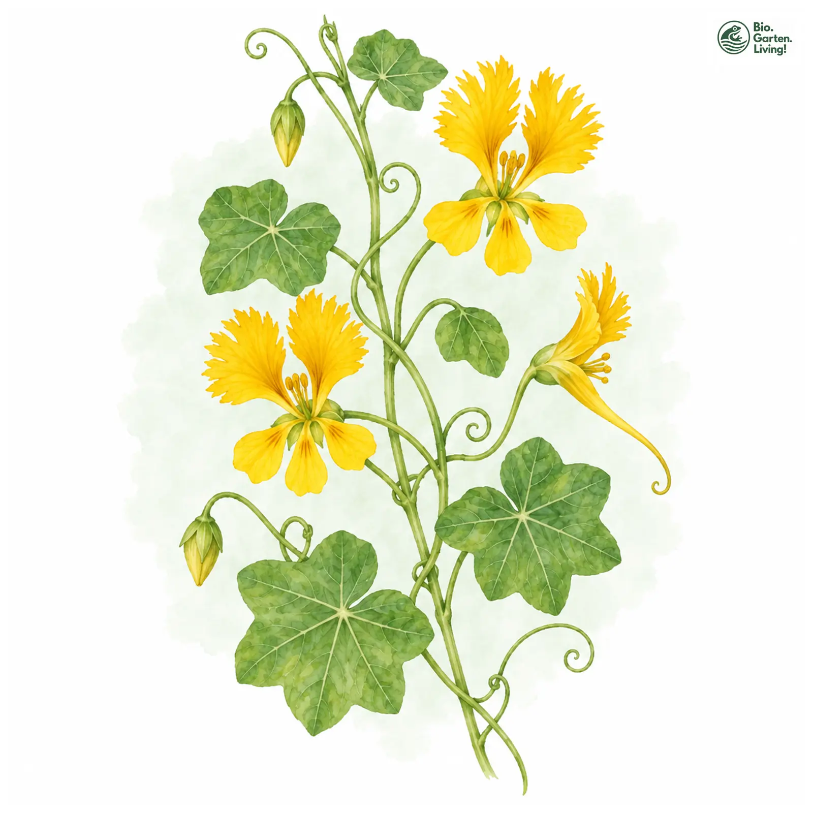 Aquarellzeichnung: Kletternde Kapuzinerkresse (Tropaeolum peregrinum)