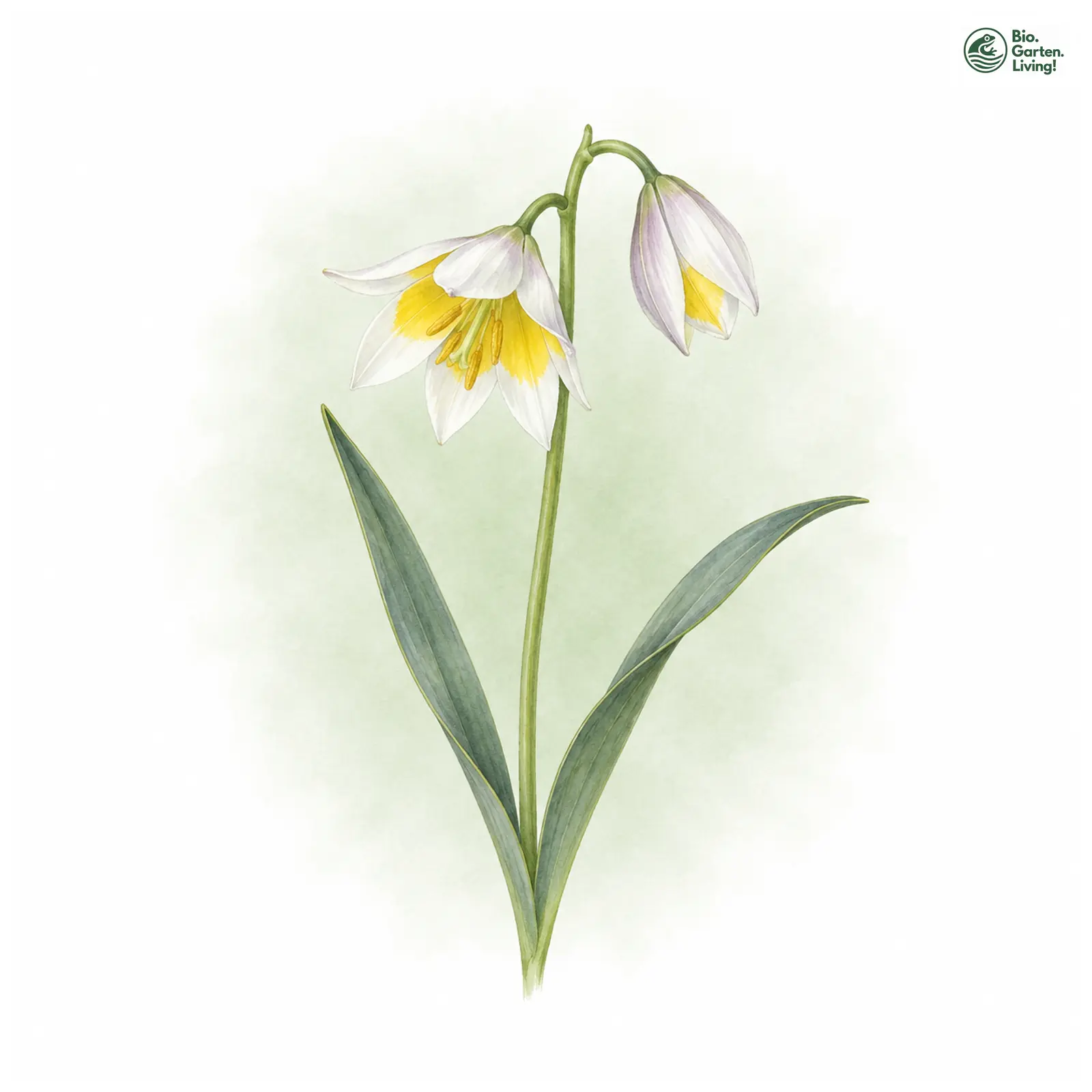 Aquarellzeichnung: Zweiblütige Tulpe (Tulipa biflora)
