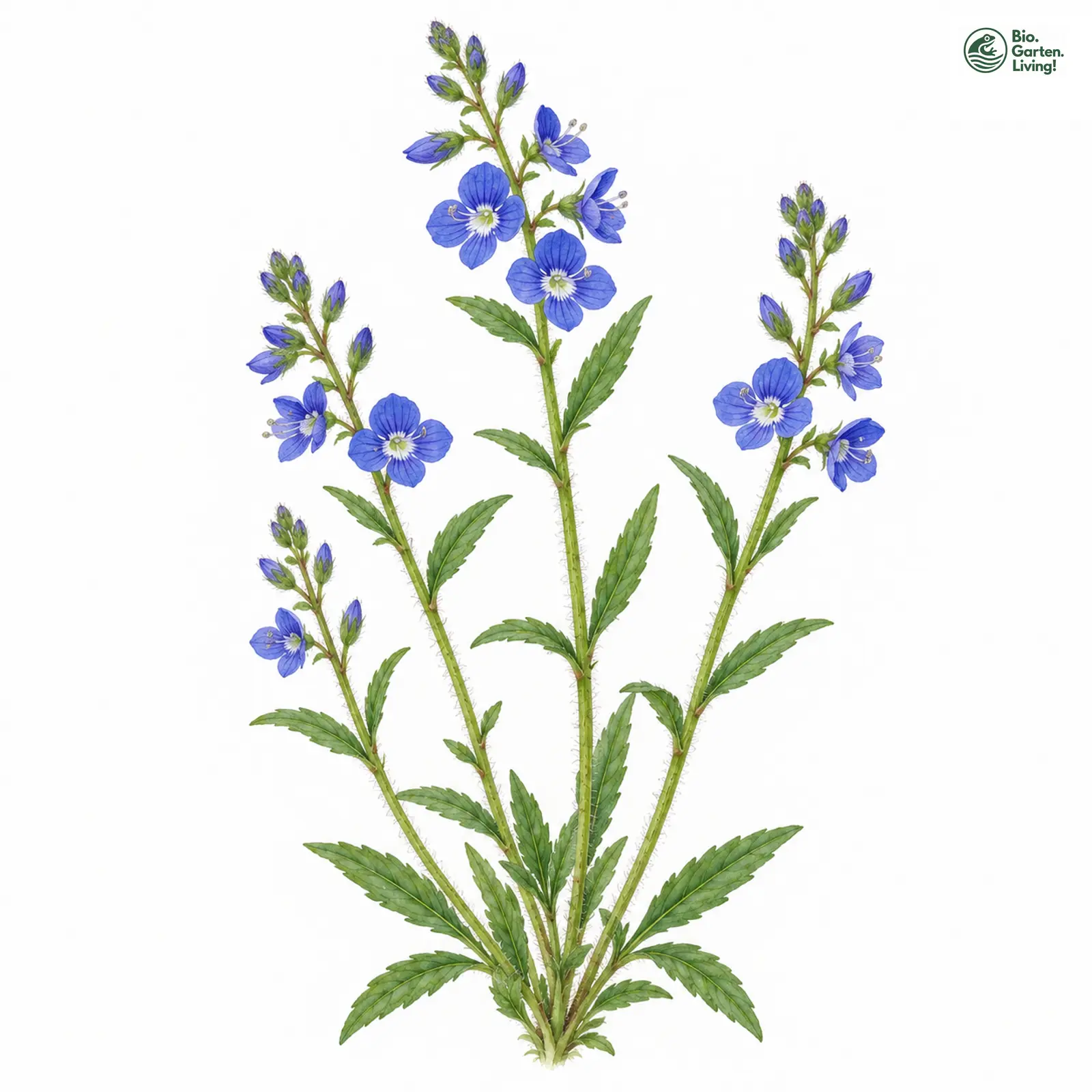 Aquarellzeichnung: Österreichischer Ehrenpreis (I. W. S.) (Veronica austriaca (im weiteren Sinne))