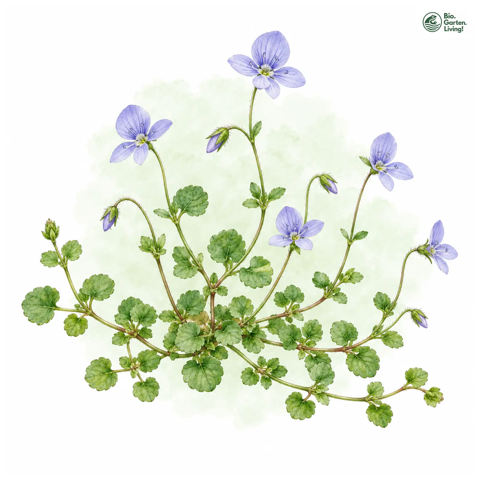Aquarellzeichnung: Faden-Ehrenpreis (Veronica filiformis)