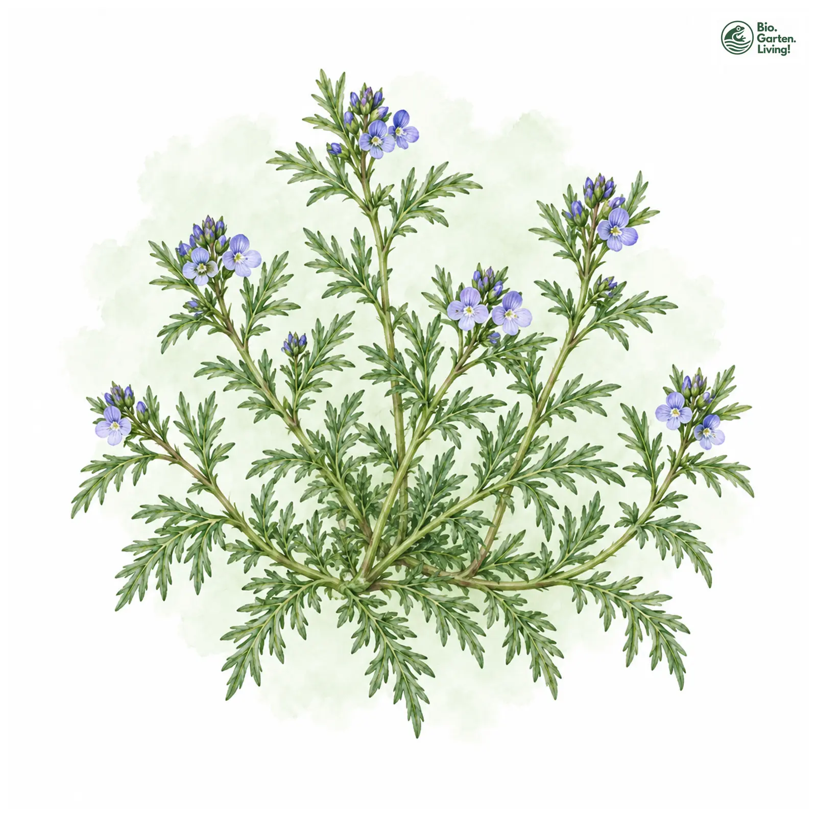 Aquarellzeichnung: Gefiederter Ehrenpreis (Veronica multifida)