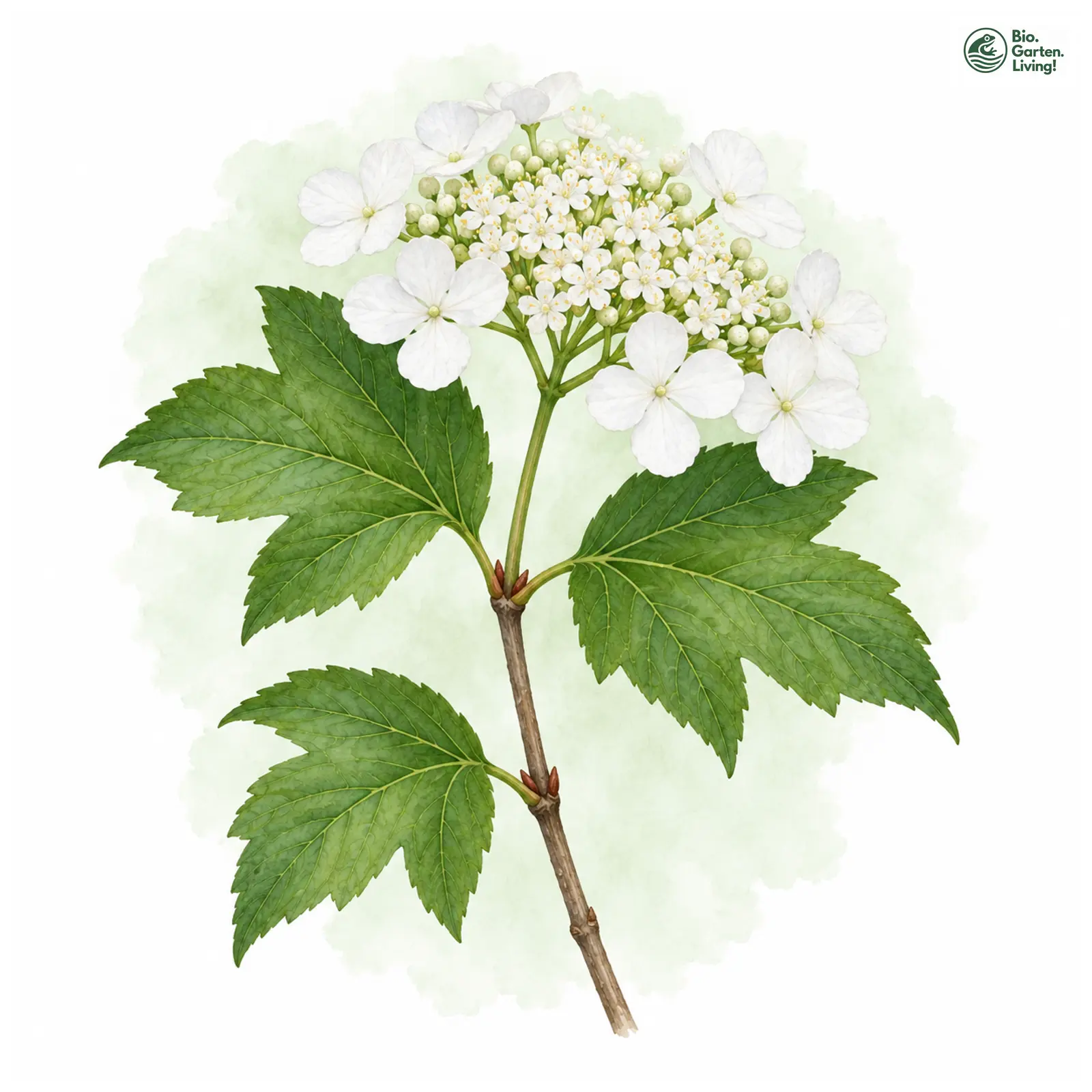 Aquarellzeichnung: Amerikanischer Schneeball (Viburnum trilobum)
