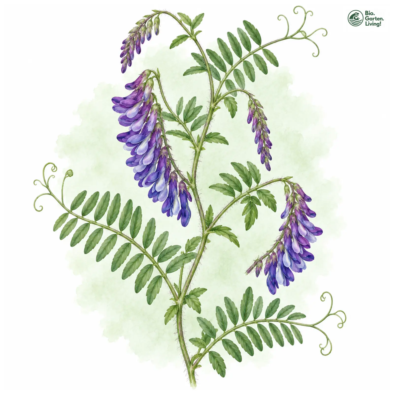 Aquarellzeichnung: Zottige Wicke (Vicia villosa)