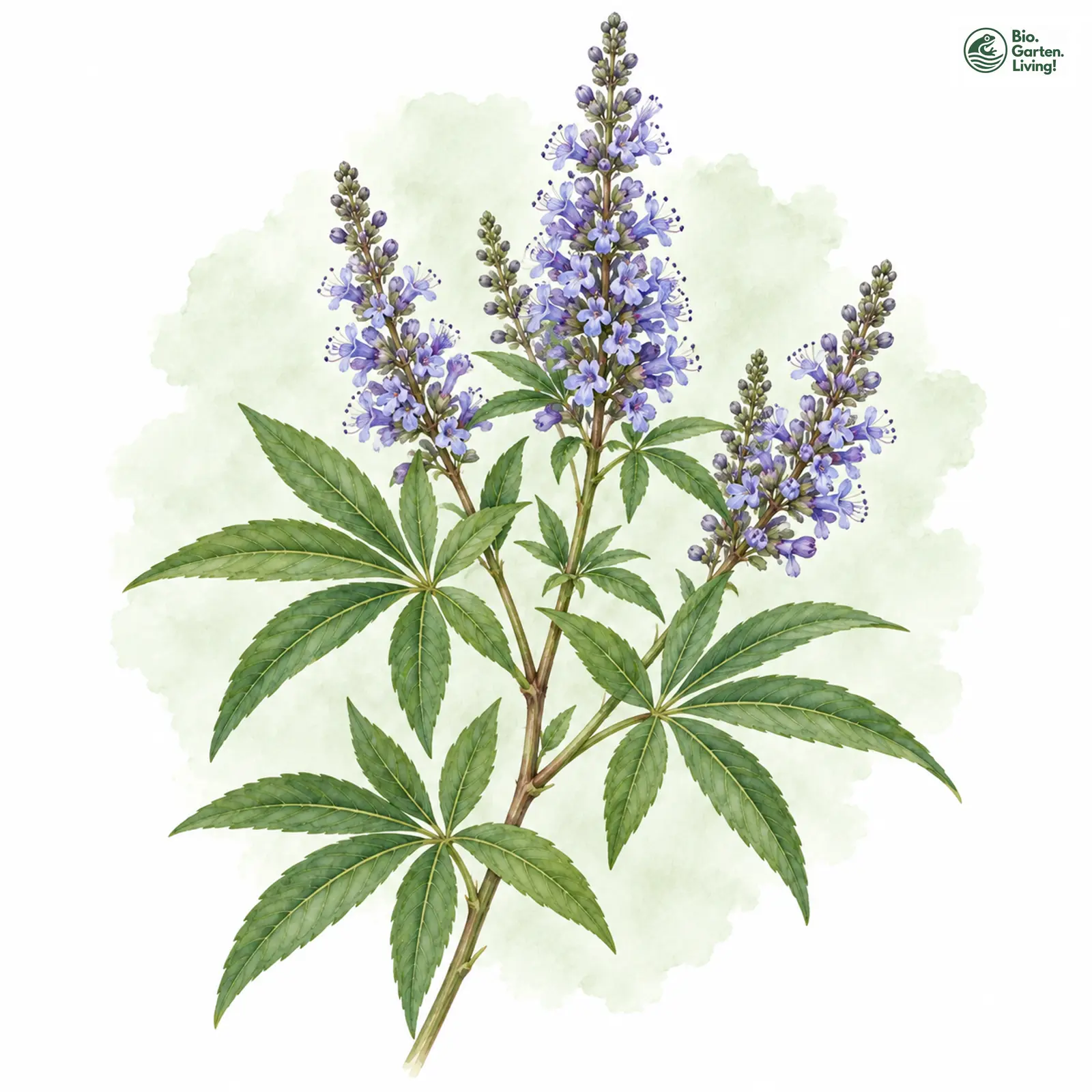 Aquarellzeichnung: Mönchspfeffer (Vitex agnus-castus)
