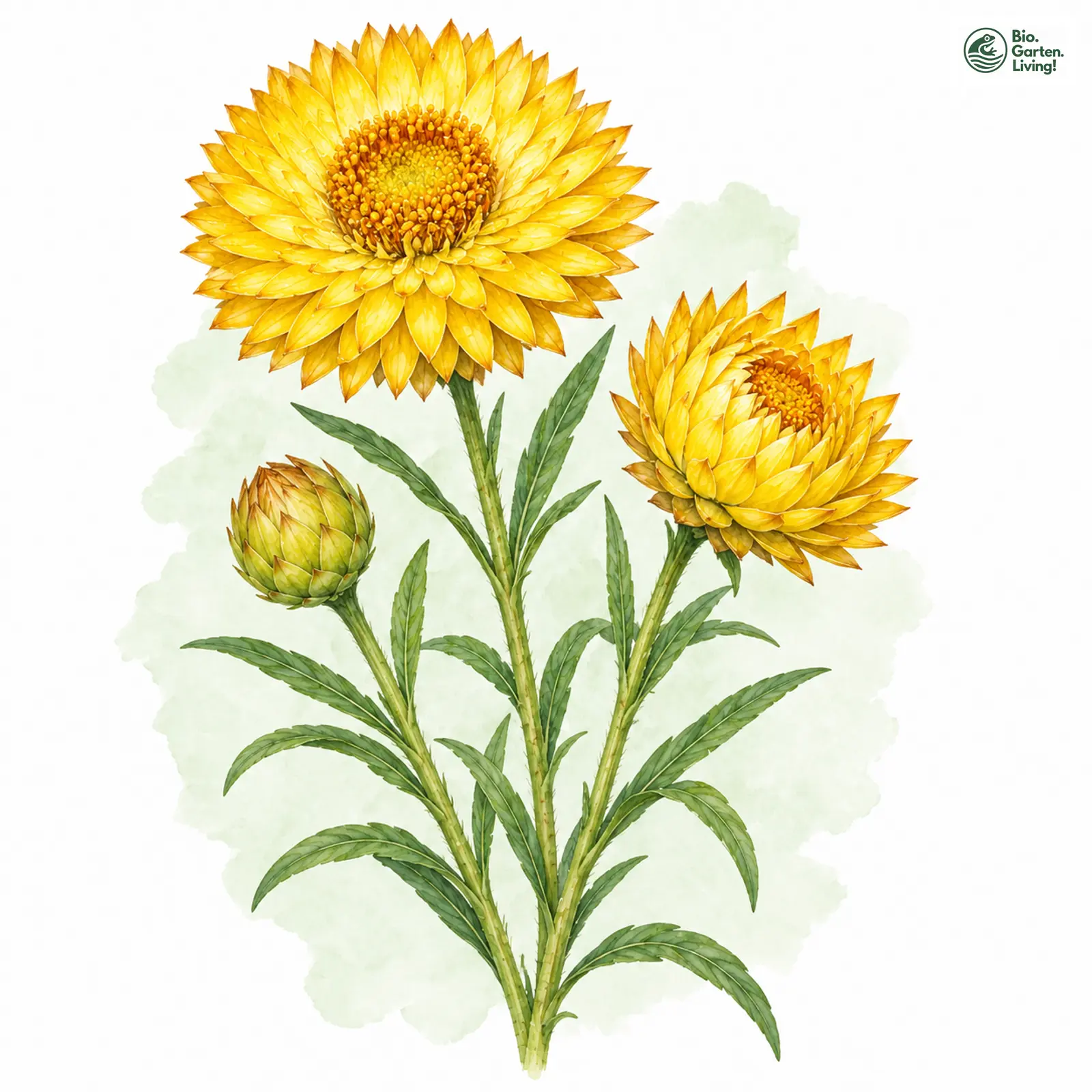 Aquarellzeichnung: Garten-Strohblume (Xerochrysum bracteatum)