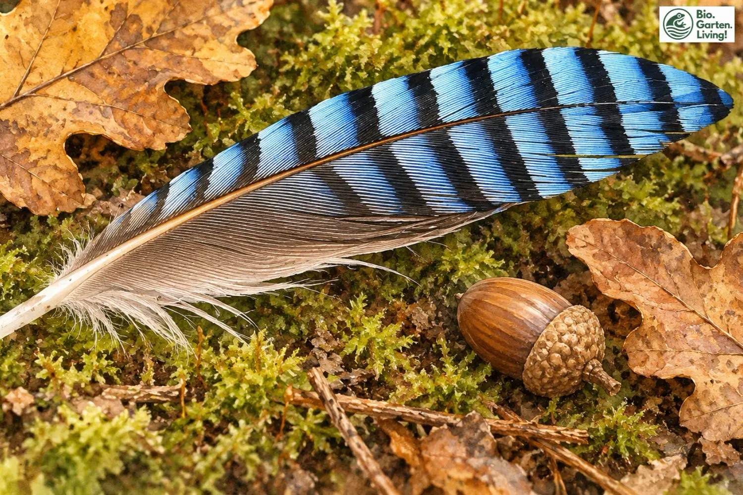 Eine einzelne blau-schwarz gebänderte Feder des Eichelhähers liegt neben einer Eichel auf moosigem Waldboden.