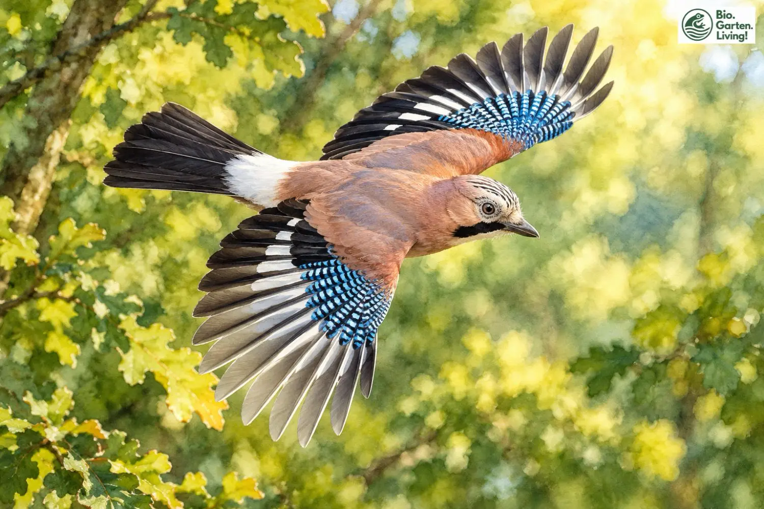 Eichelhäher: 10 erstaunliche Fakten über den Vogel, der Eichen pflanzt