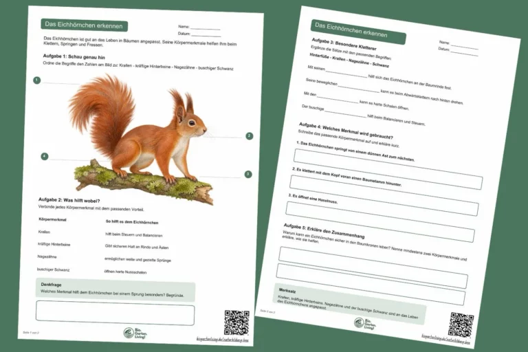 Das Eichhörnchen erkennen