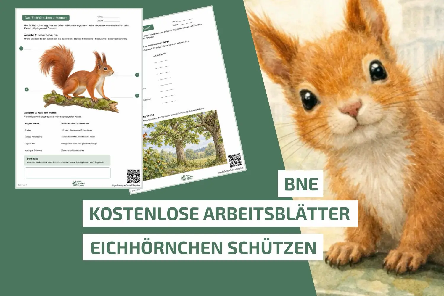 Eichhörnchen im Unterricht: Kostenlose Arbeitsblätter für die Grundschule