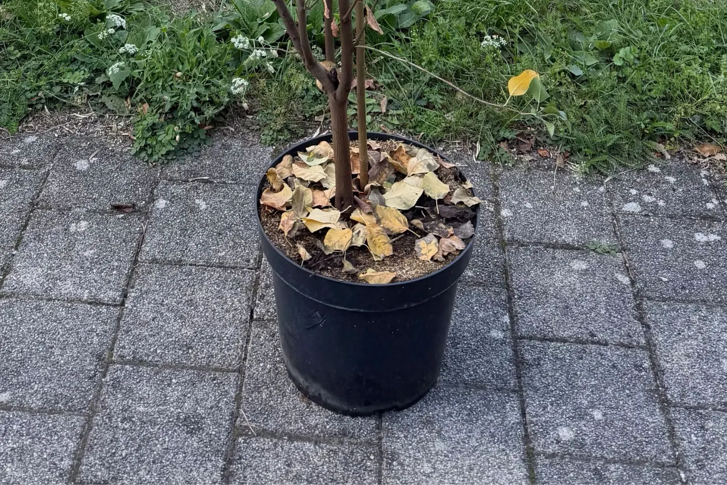 Laubabwerfendes Gehölz als Containerware im Pflanztopf im Herbst