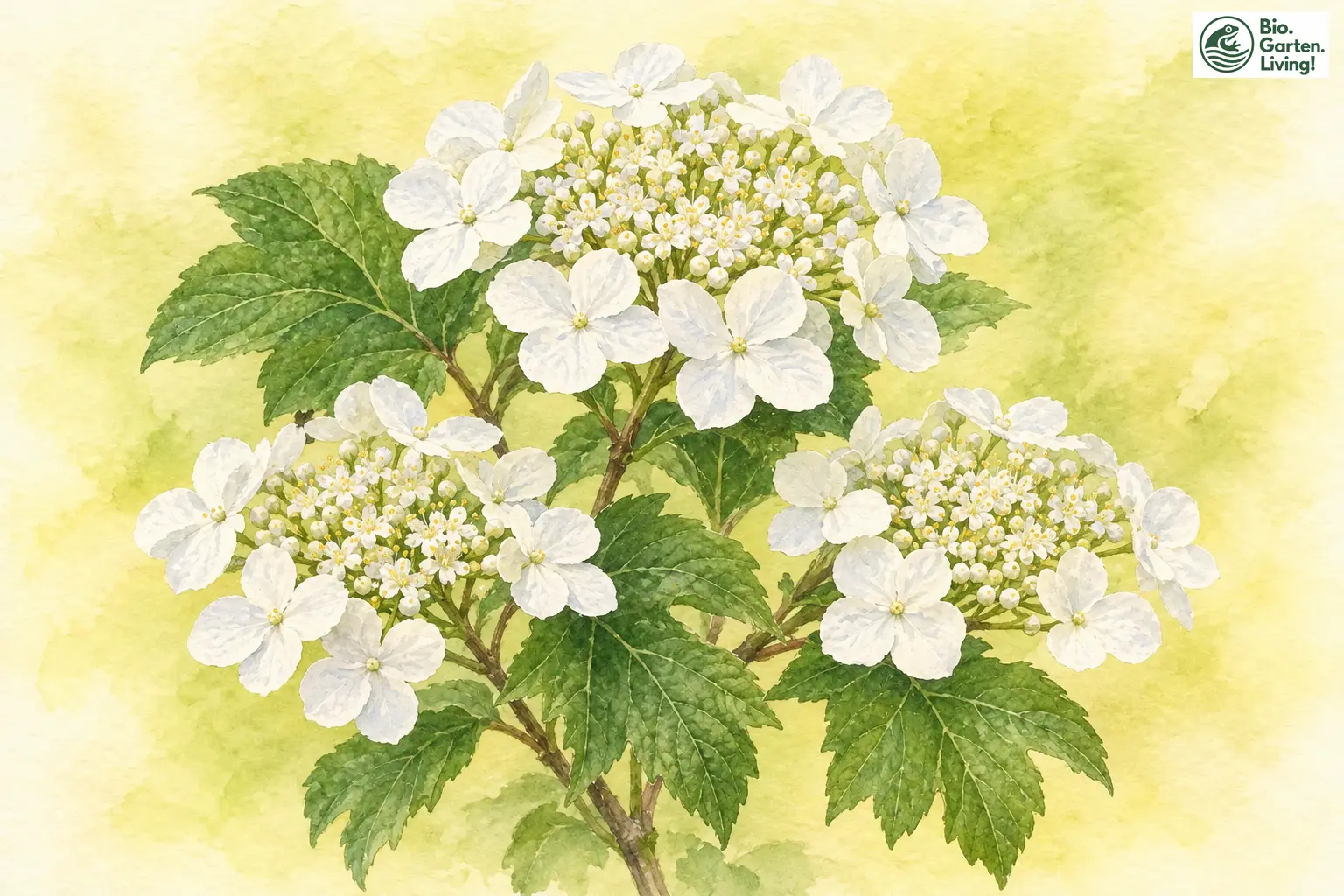 Aquarell des Gemeinen Schneeballs mit weißen Blütendolden und gelappten Blättern