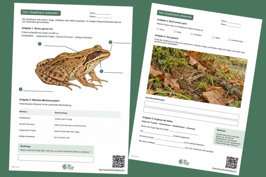 Vorschau der Arbeitsblätter zu Körpermerkmalen und Erkennung des Grasfroschs