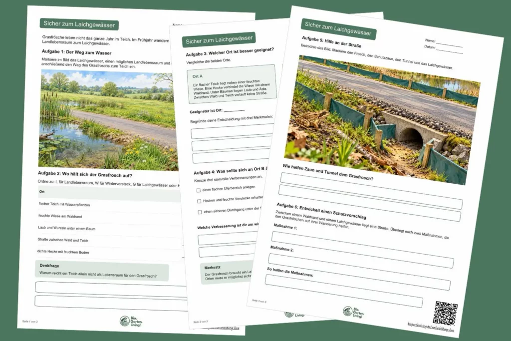 Vorschau der Arbeitsblätter zu Lebensraum, Wanderung und sicherem Weg des Grasfroschs zum Laichgewässer