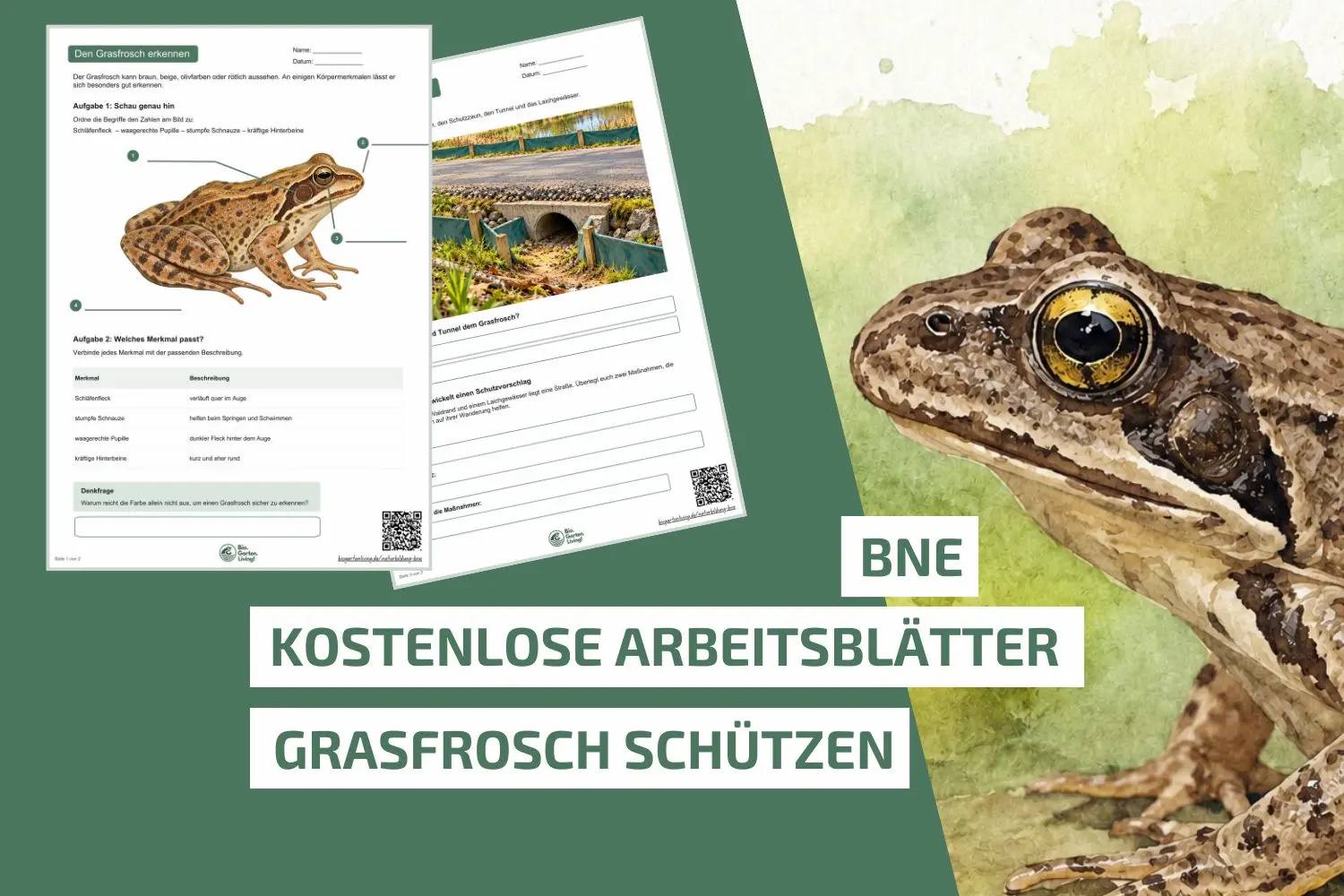 Grasfrosch im Unterricht: Kostenlose Arbeitsblätter für die Grundschule