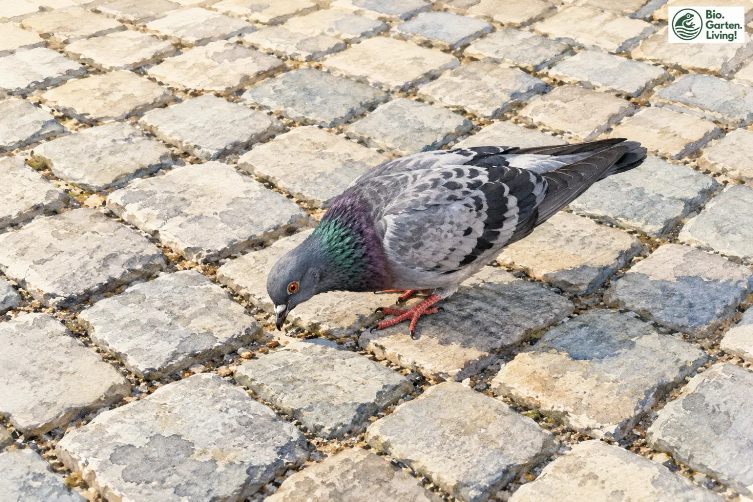 Stadttaube sucht zwischen Pflastersteinen nach Futter.